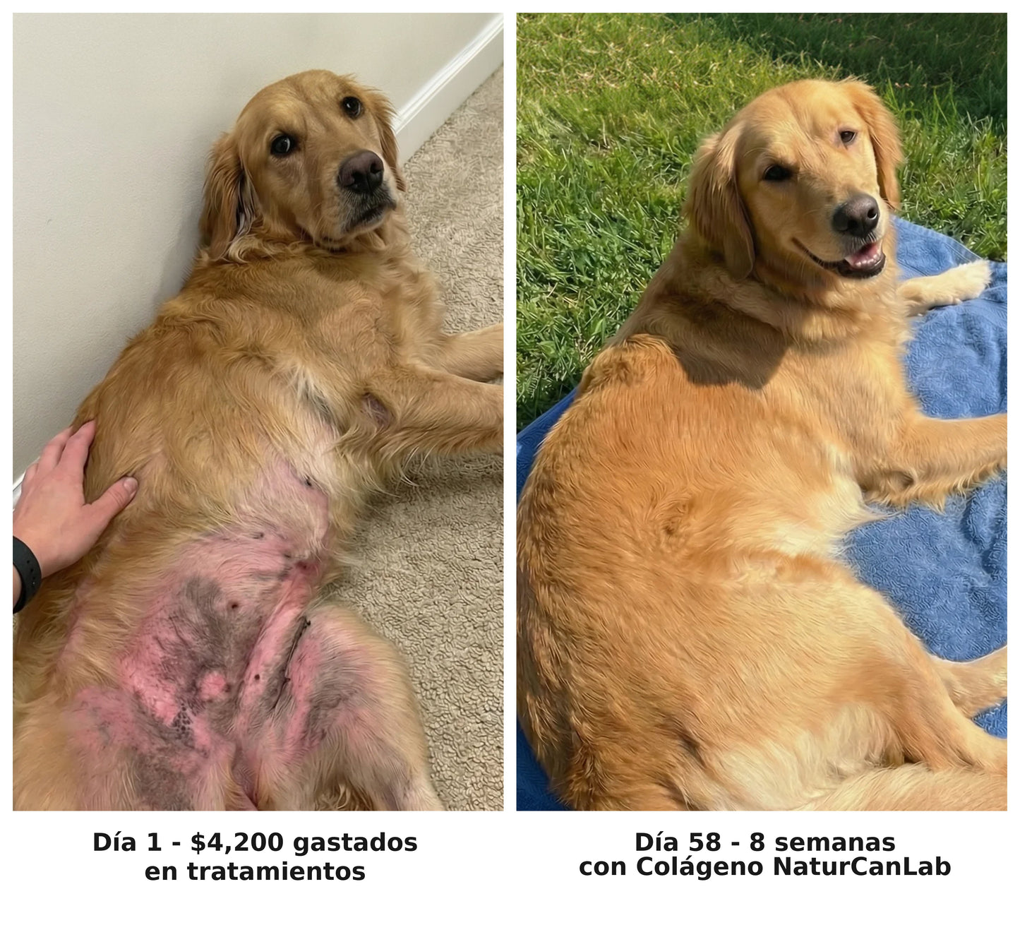 NaturCanLab Colageno Liquido